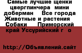 Самые лучшие щенки цвергпинчера (мини доберман) - Все города Животные и растения » Собаки   . Приморский край,Уссурийский г. о. 